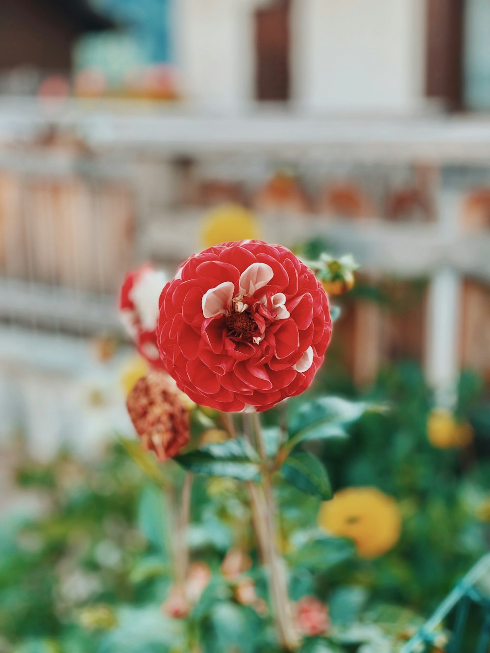 um close up de uma flor vermelha em um jardim