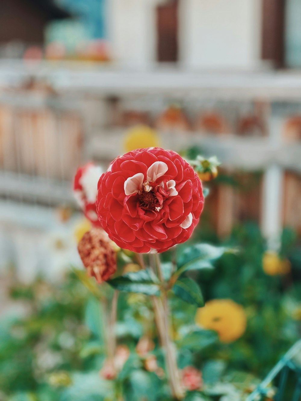 a close up of a red flower in a garden