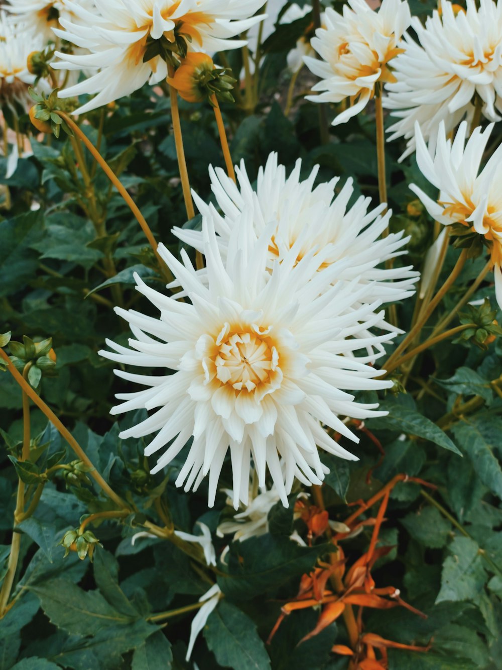 a bunch of white flowers with yellow centers