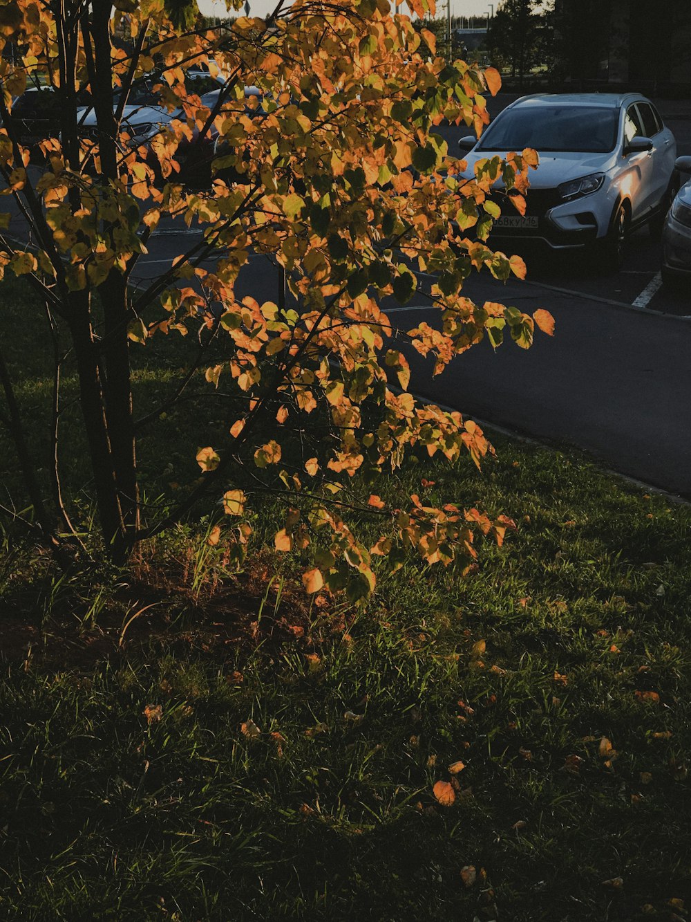 a tree with yellow leaves in a grassy area