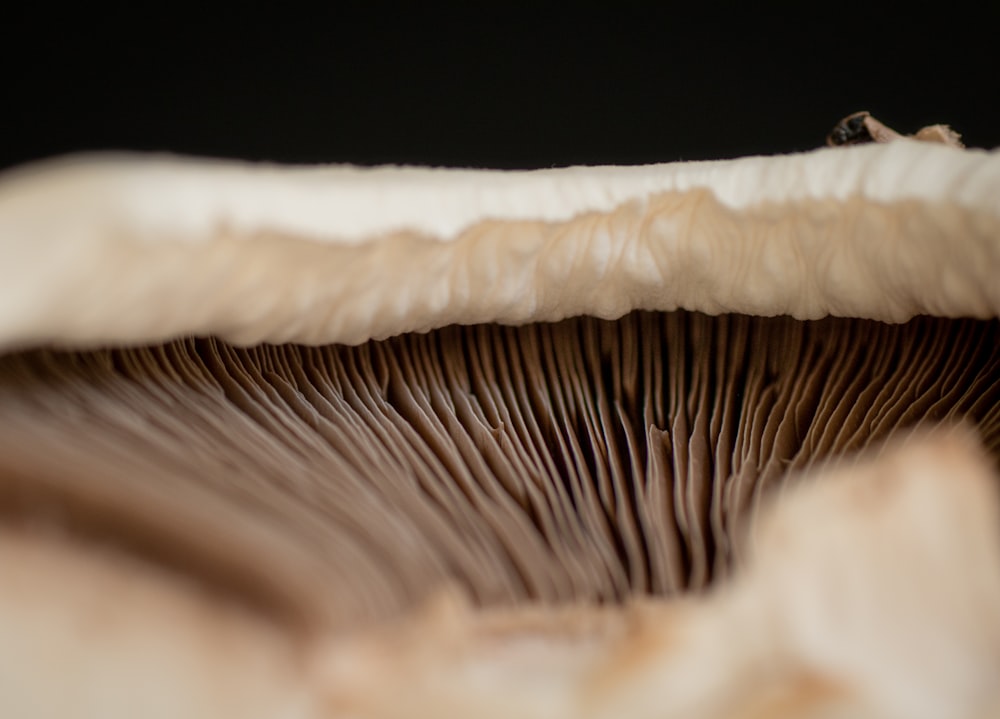 a close up of a mushroom with a black background