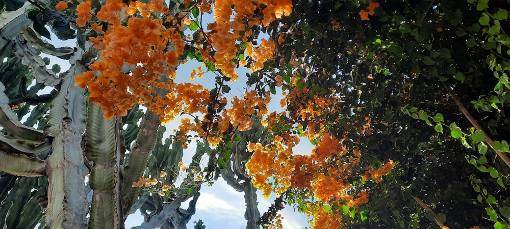 a group of trees with orange flowers on them