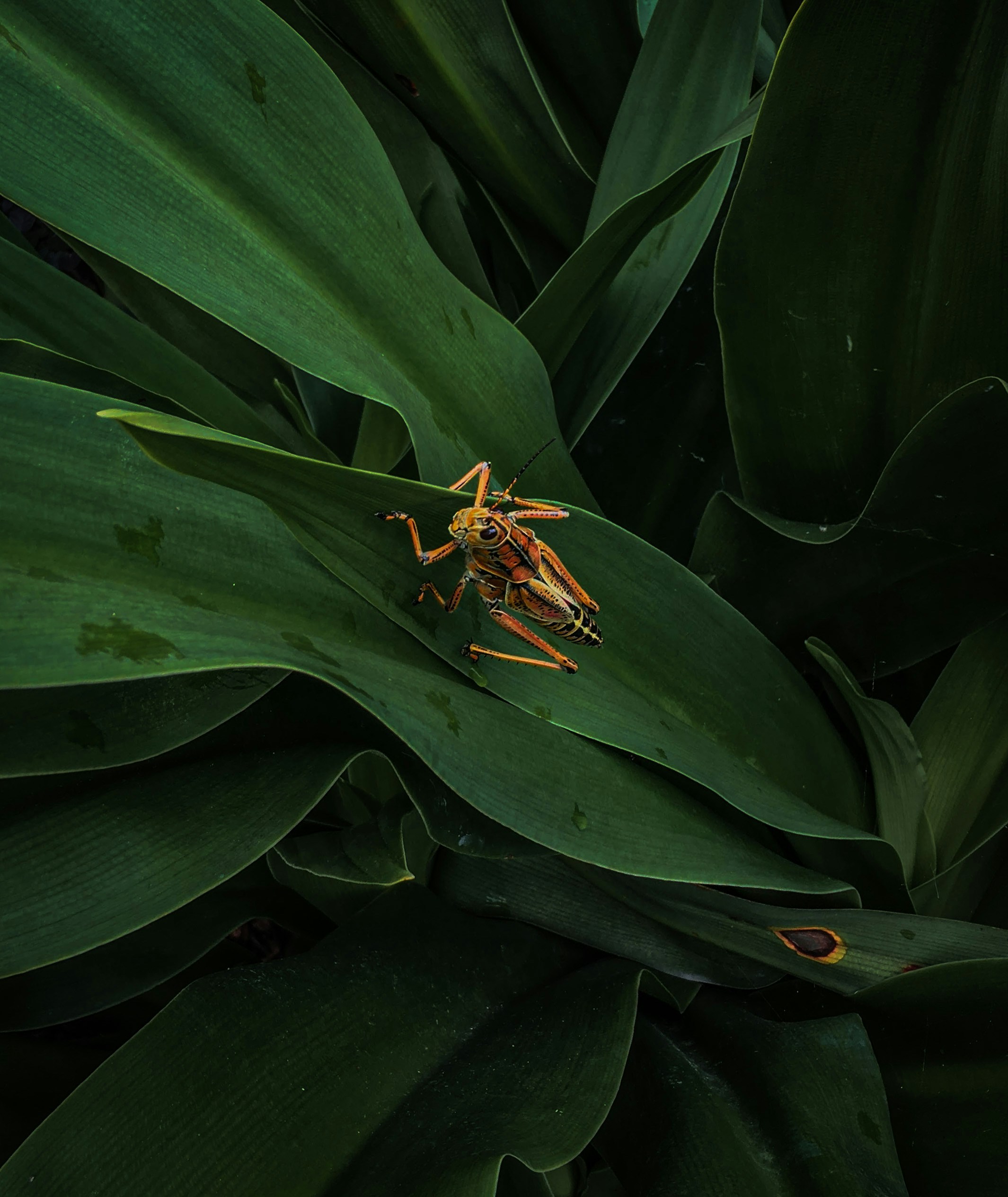 Ein Käfer, der auf einer grünen Pflanze sitzt