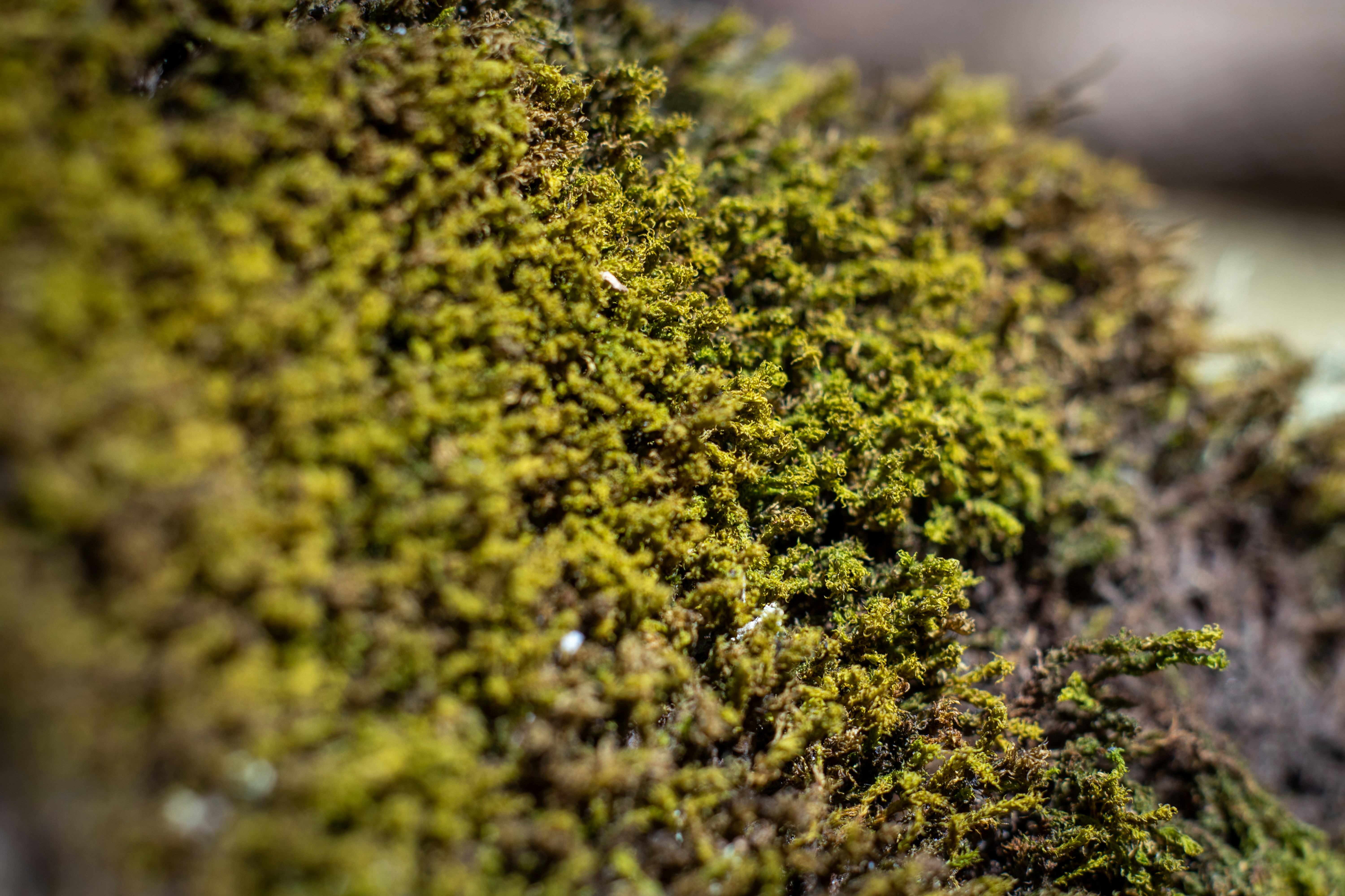 Photo by irvingmarca