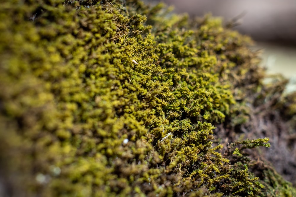 a close up of a moss covered wall