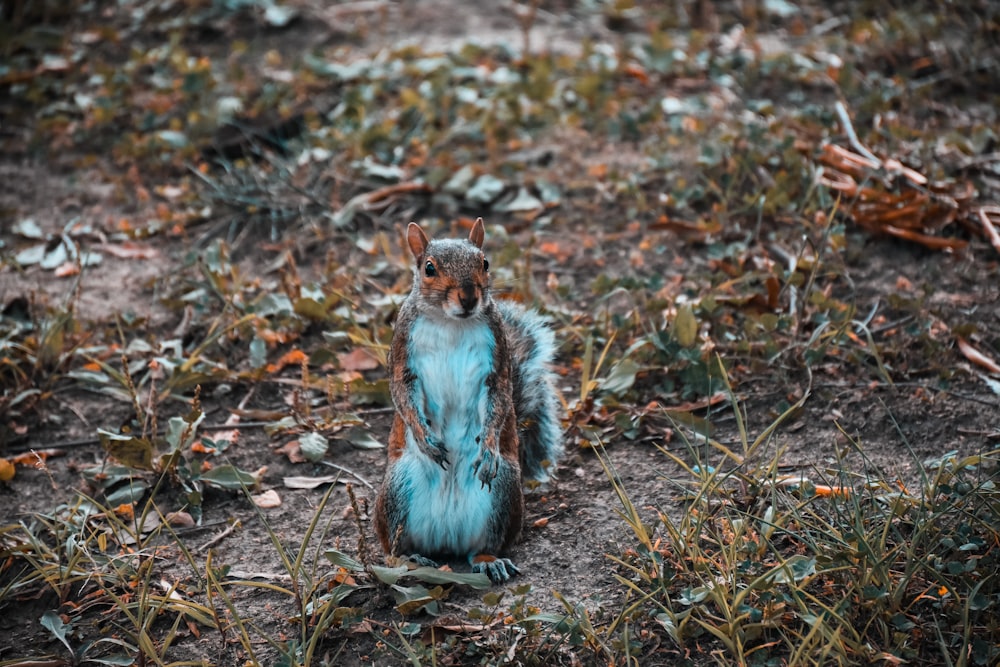 un écureuil assis sur ses pattes postérieures dans l’herbe