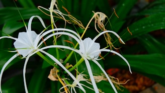 Two white, delicate flowers with long, slender petals and stamens are set against a backdrop of green leaves. The surrounding foliage is lush and vibrant, highlighting the intricacy and elegance of the flowers.