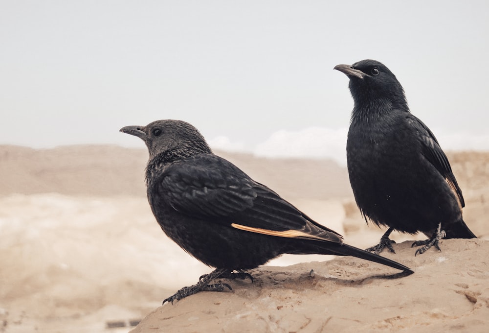 two black birds sitting on top of a rock
