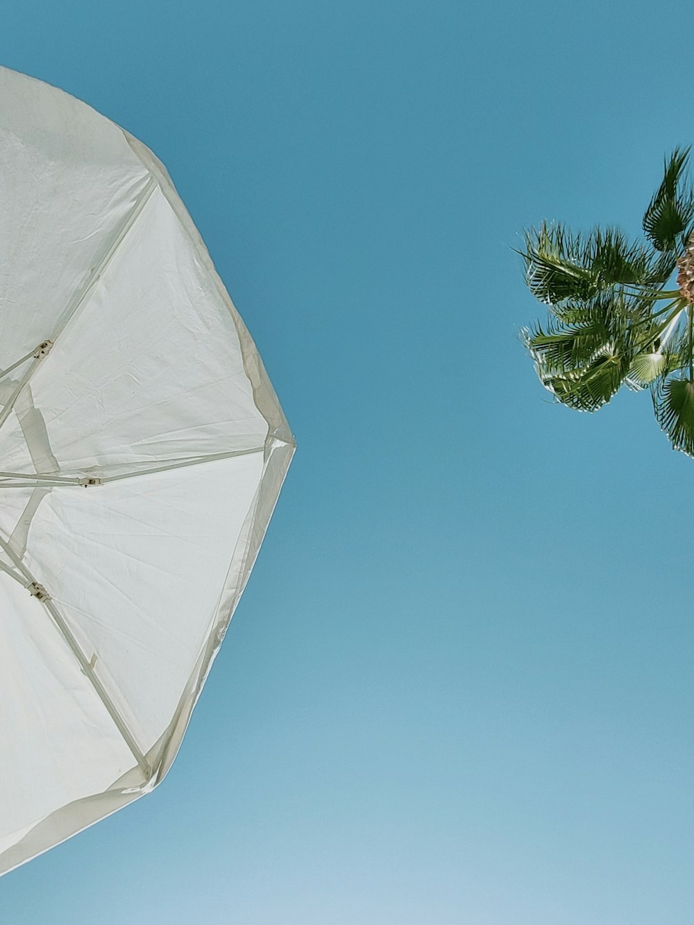 a white umbrella and a palm tree against a blue sky