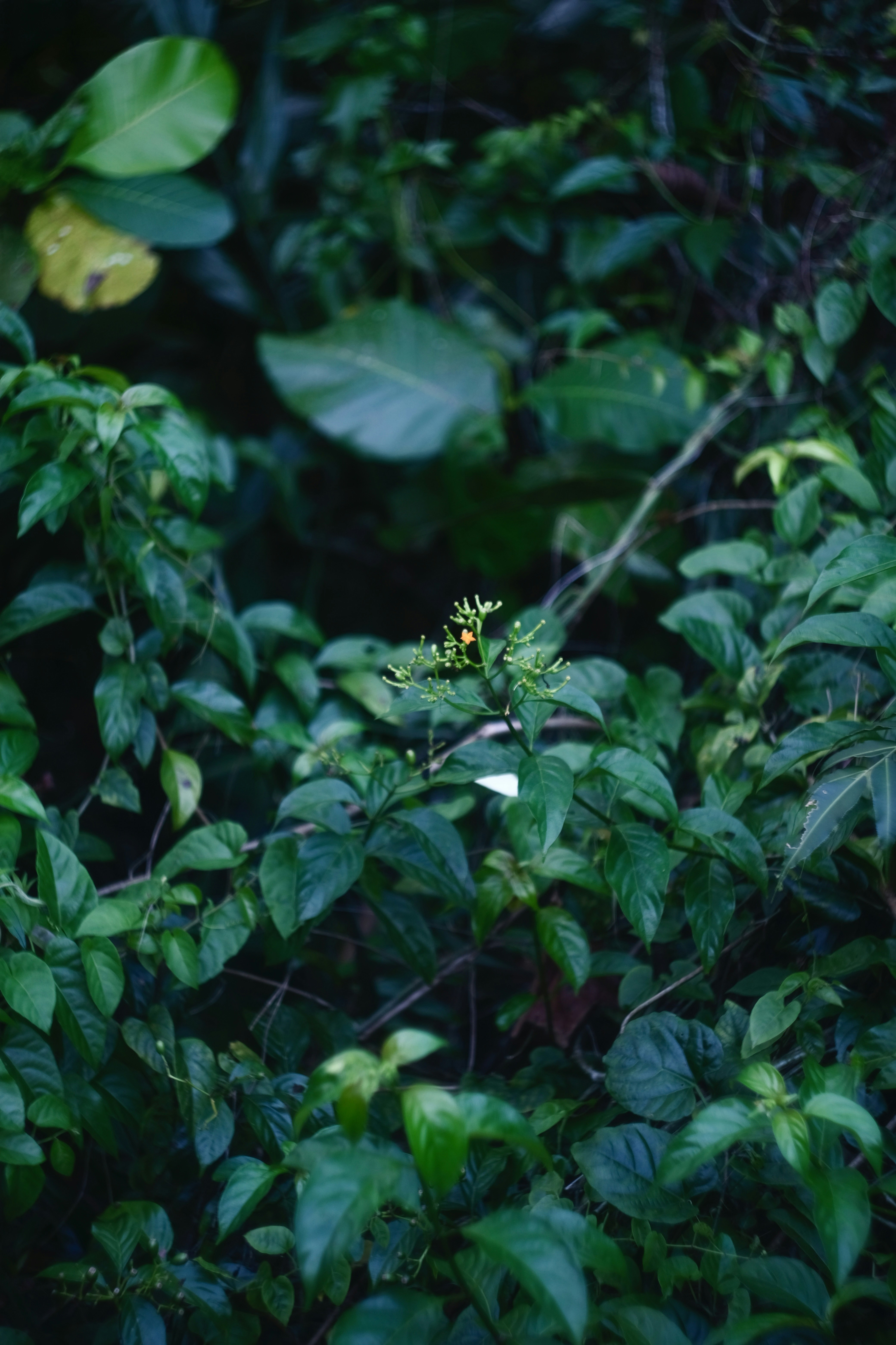 a bush with green leaves and a yellow flower