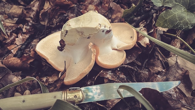 A large sliced mushroom rests on a forest floor amidst dry leaves and green foliage. A folding knife is placed nearby, indicating that the mushroom has been freshly cut. The earthy background contrasts with the creamy and brown tones of the mushroom.