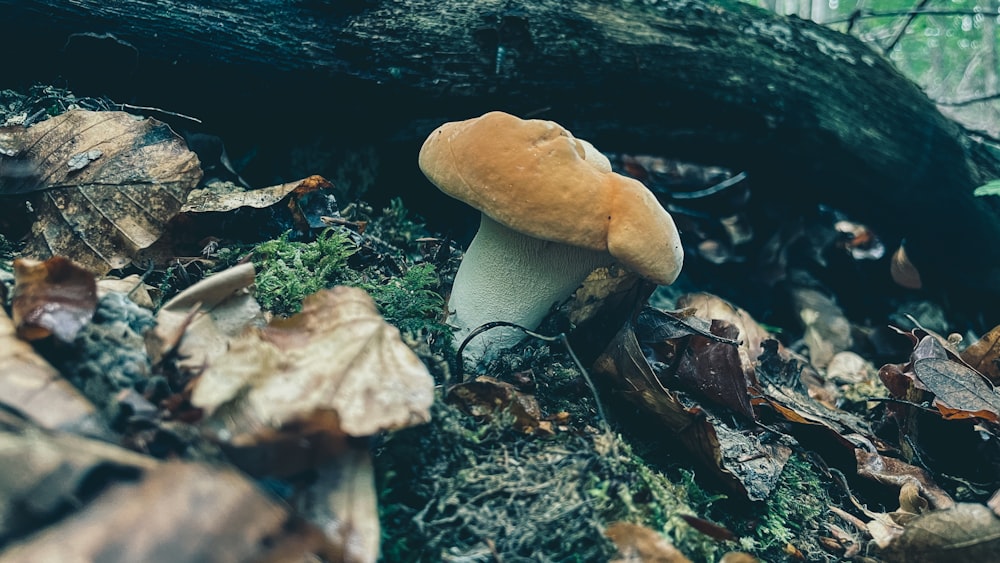 a group of mushrooms that are on the ground