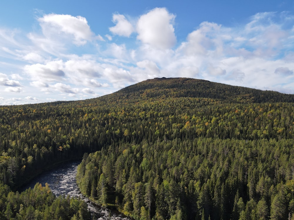 a river running through a lush green forest