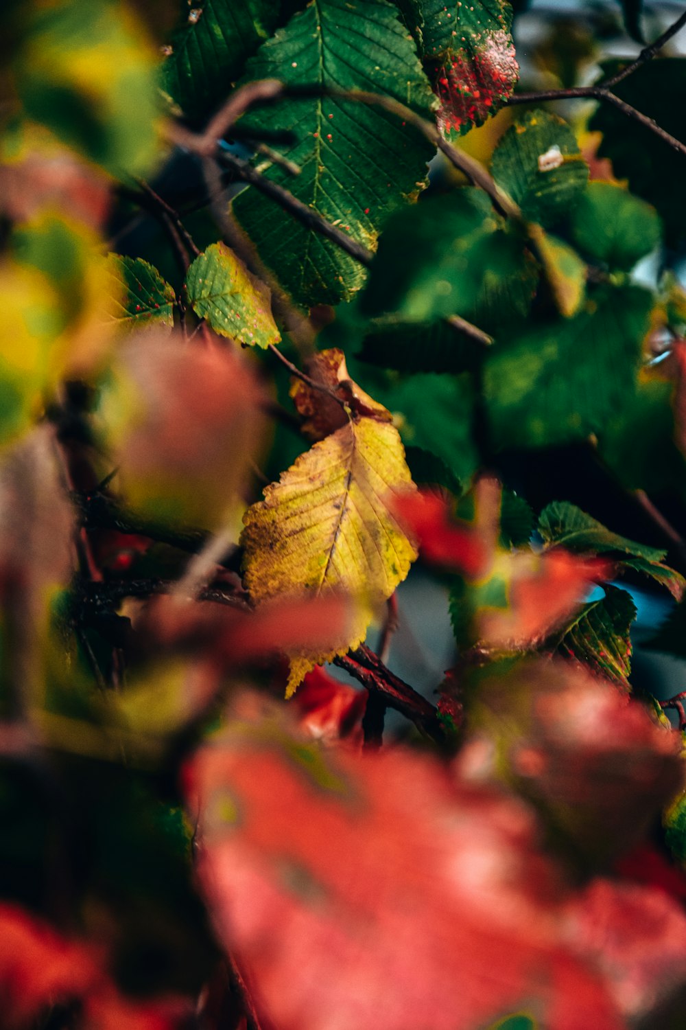 a close up of leaves on a tree