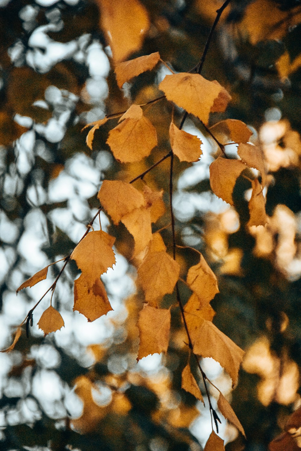 a close up of leaves on a tree