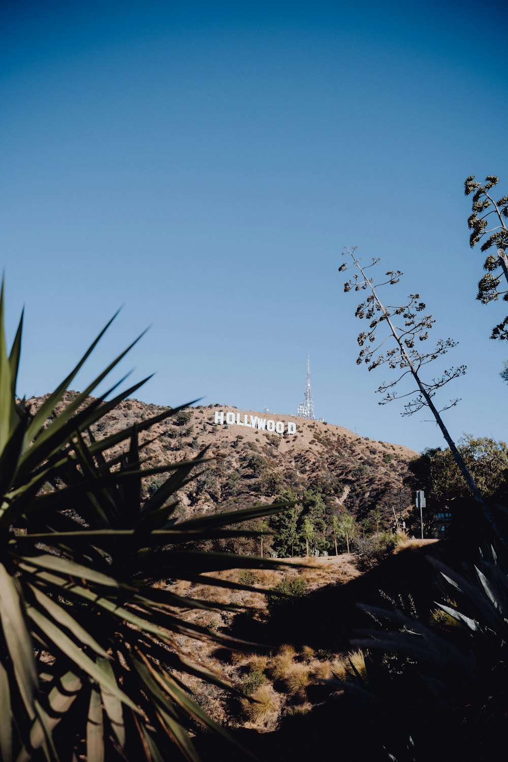 Une vue du panneau Hollywood de loin