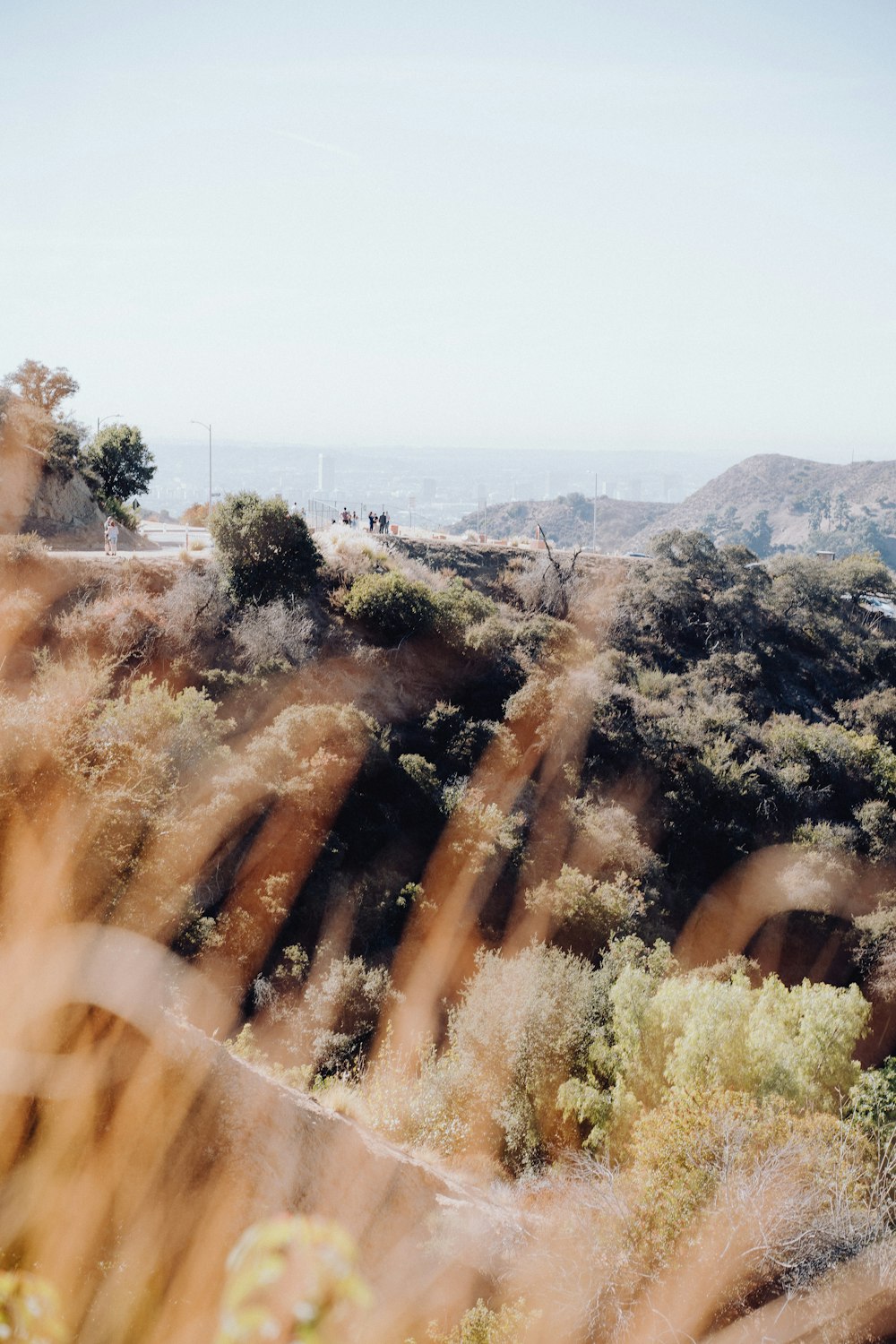 a view of trees and bushes from a hill