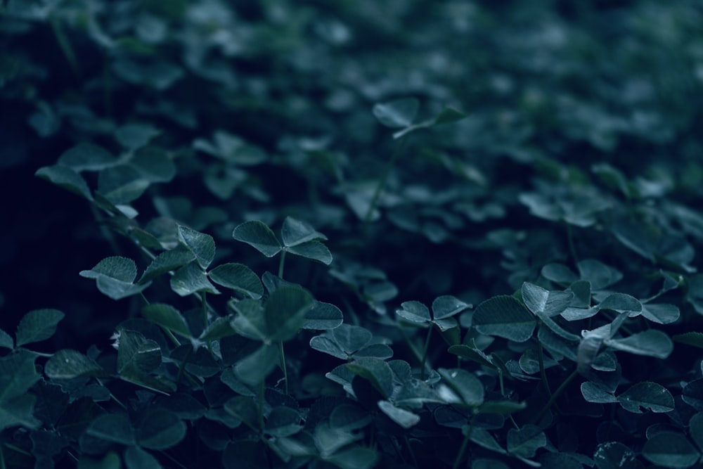 a close up of a bunch of green plants