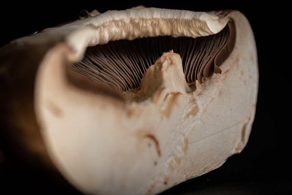 a close up of a mushroom on a black background