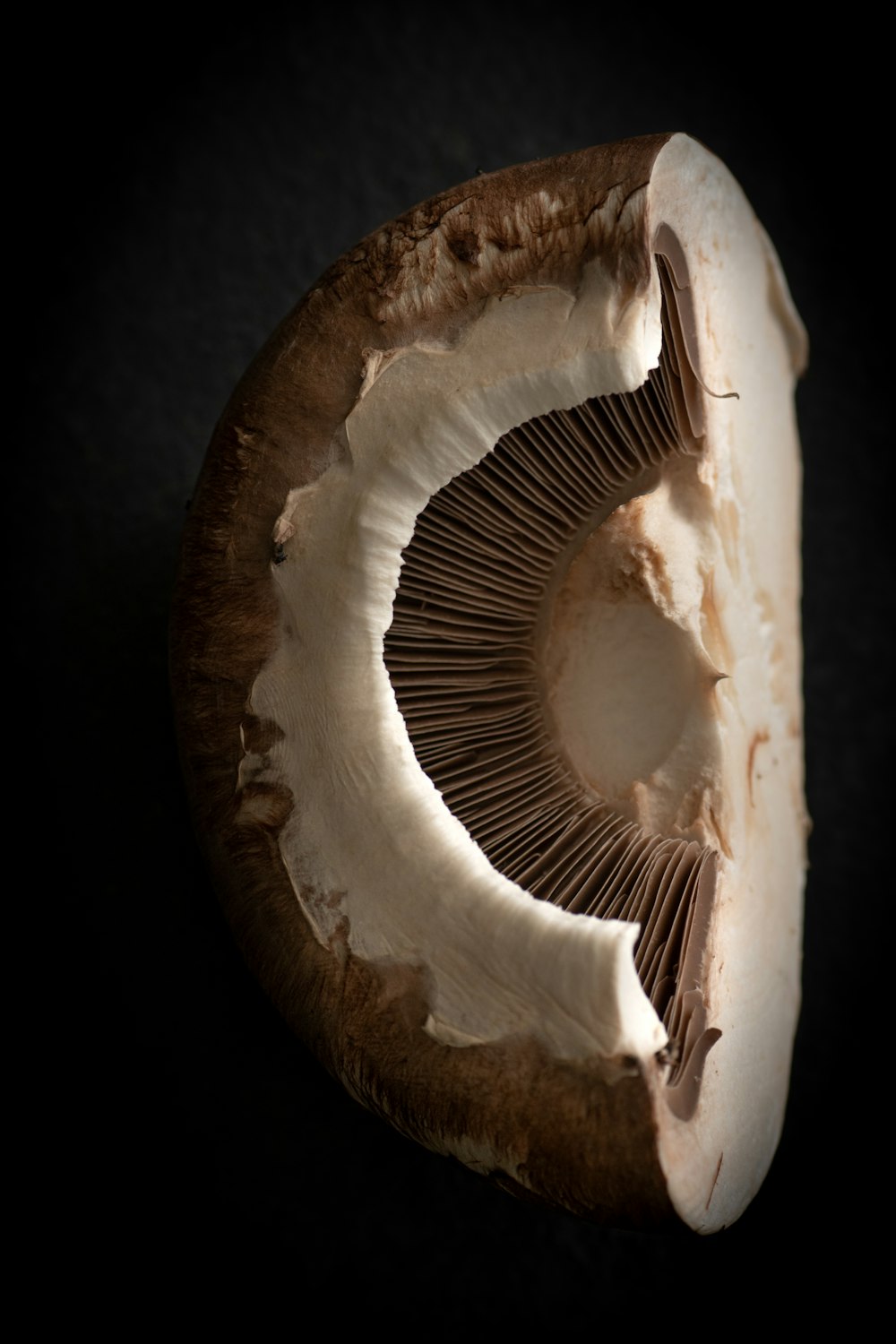 a close up of a mushroom on a black background