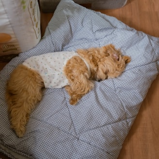 a small brown dog laying on top of a bed