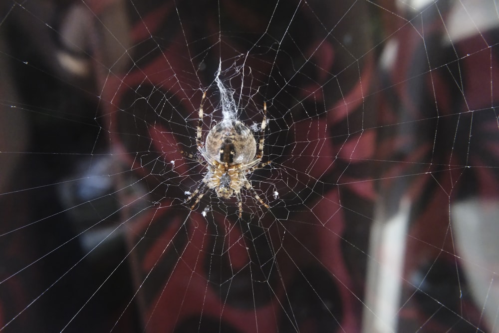 a close up of a spider's web on a window