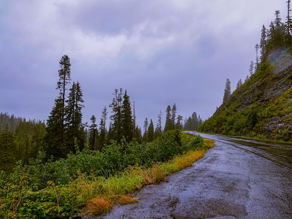 a wet road in the middle of a forest