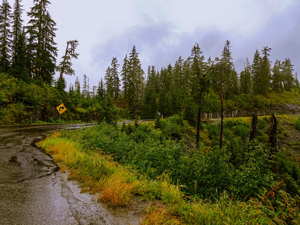 a wet road in the middle of a forest