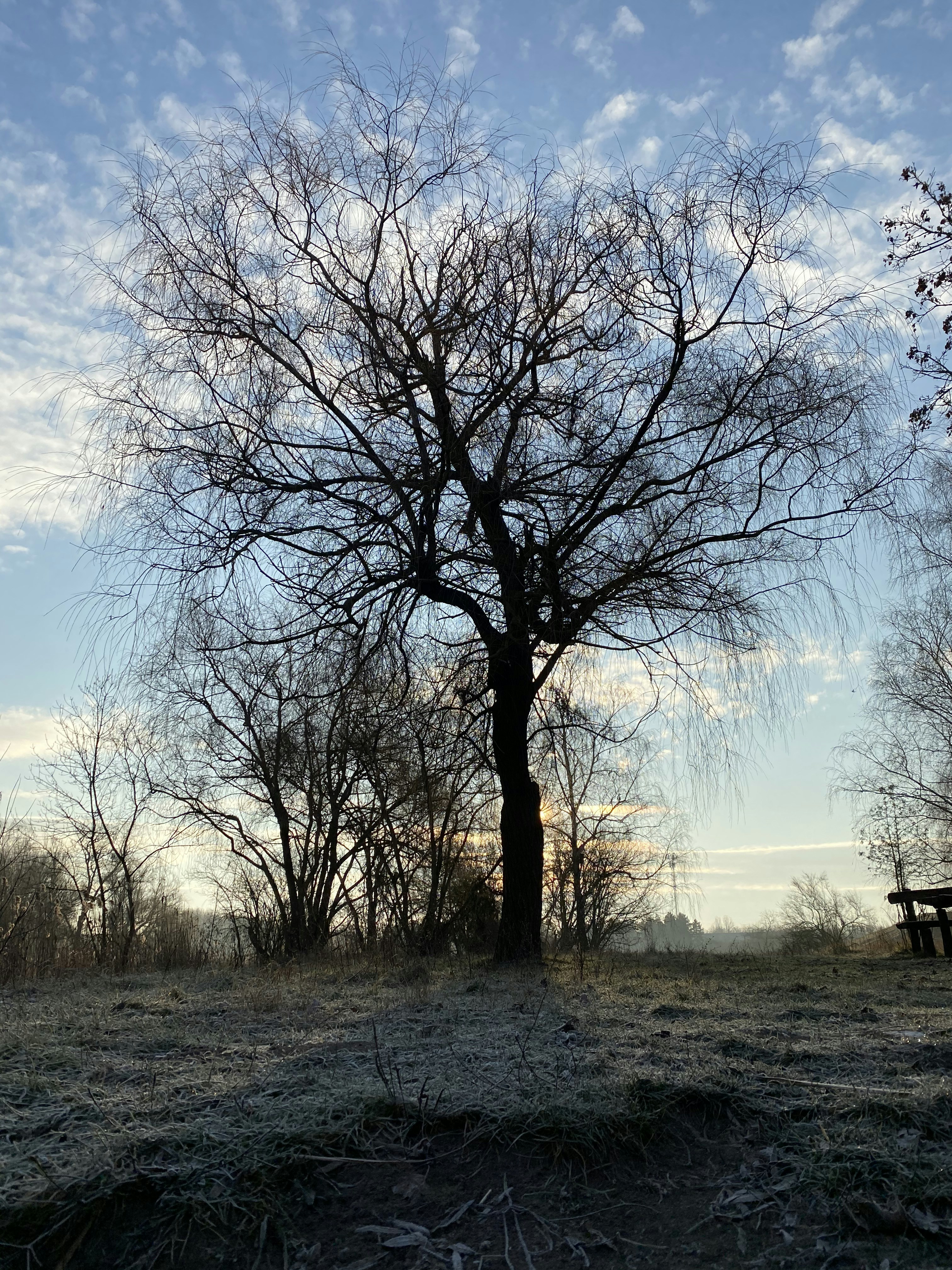 a bare tree in a field with a bench in the background