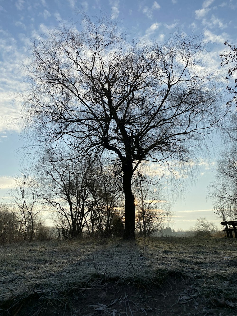 a bare tree in a field with a bench in the background