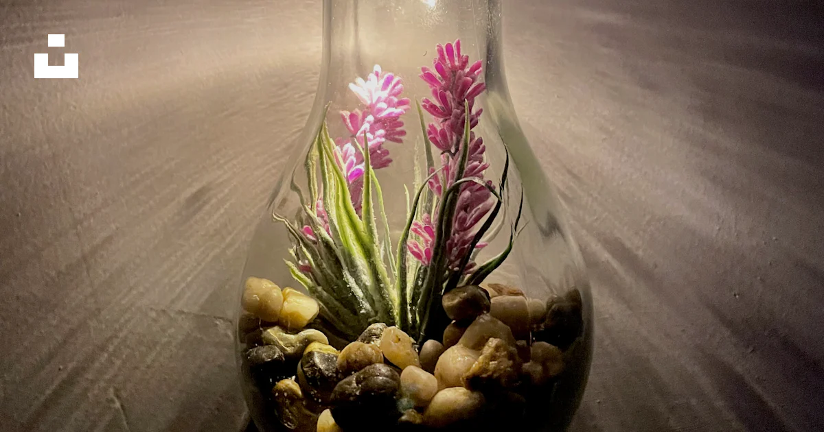 Bulbs And Rocks A light bulb filled with plants and rocks photo – Free Flower Image on ...