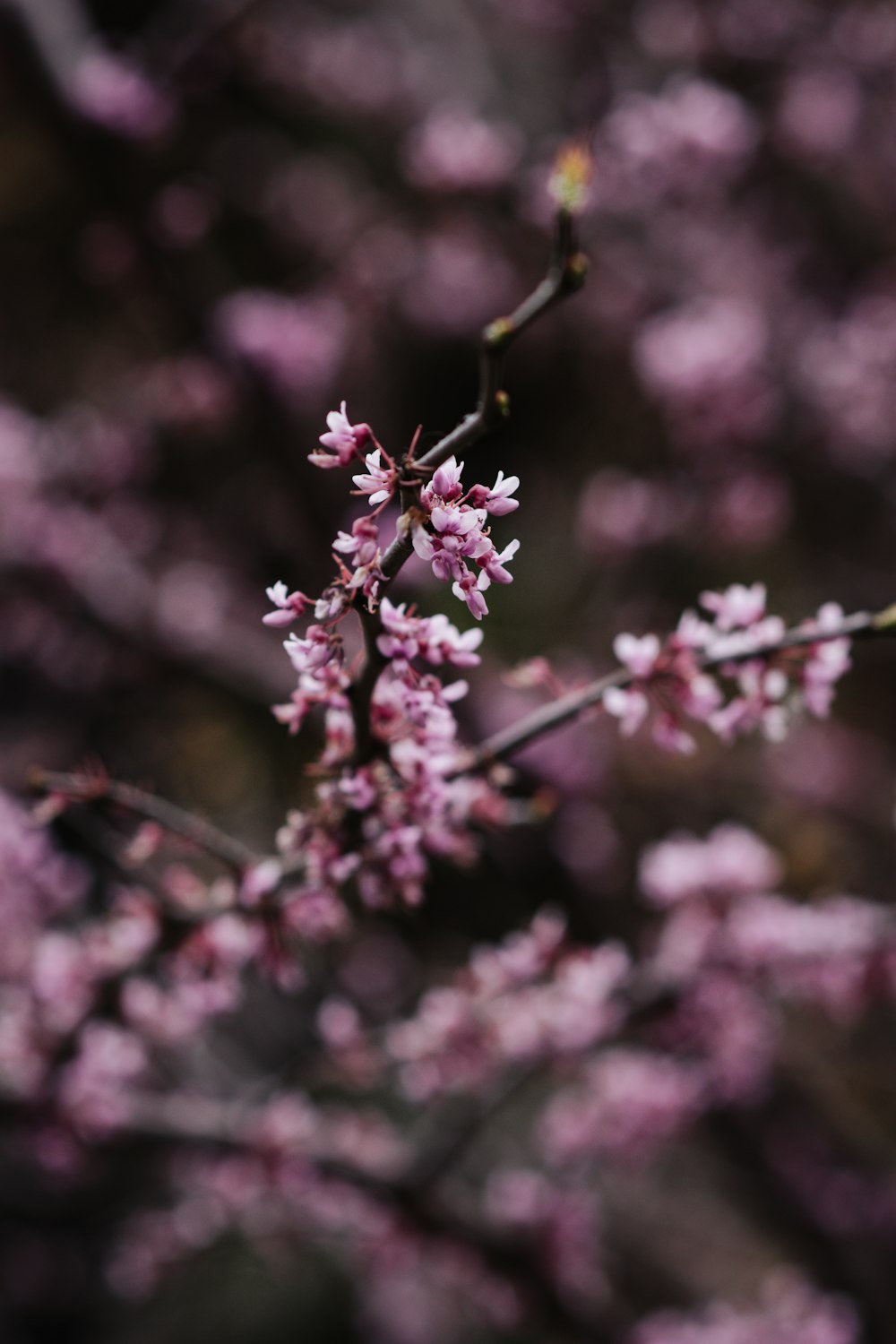 a purple flower on a plant