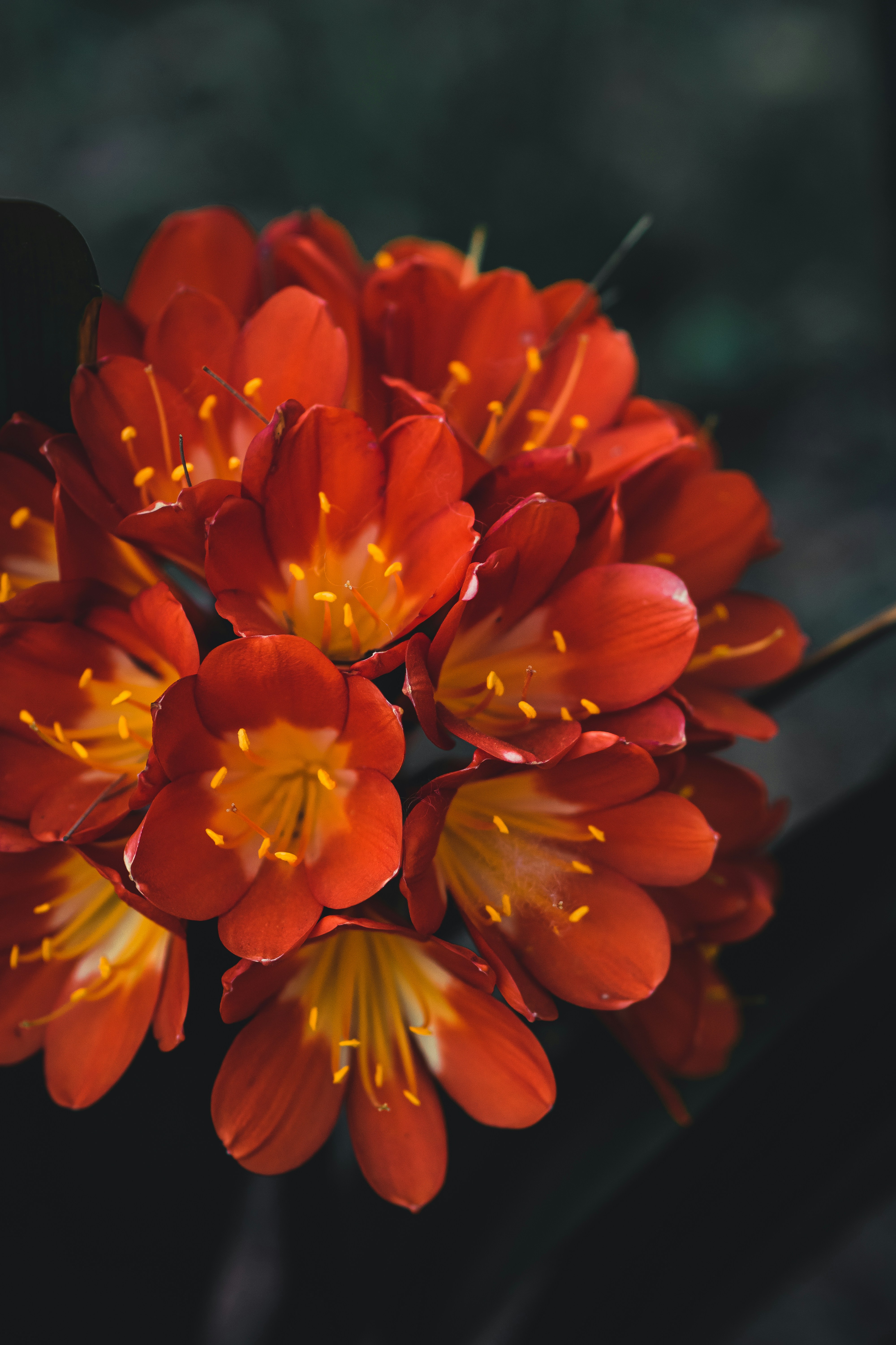 Photo by delfinaiacub