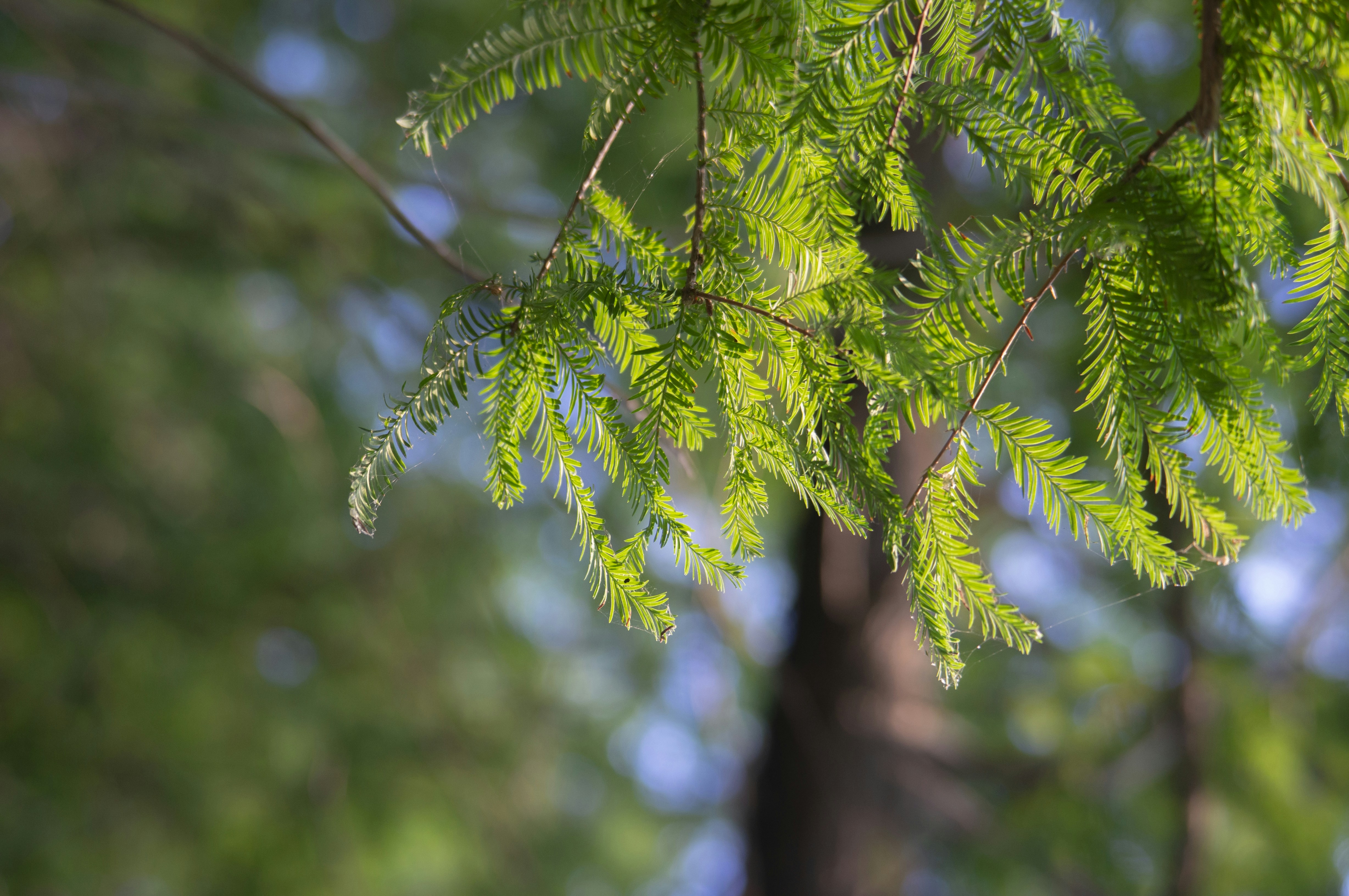 Photo by minecraftinventor