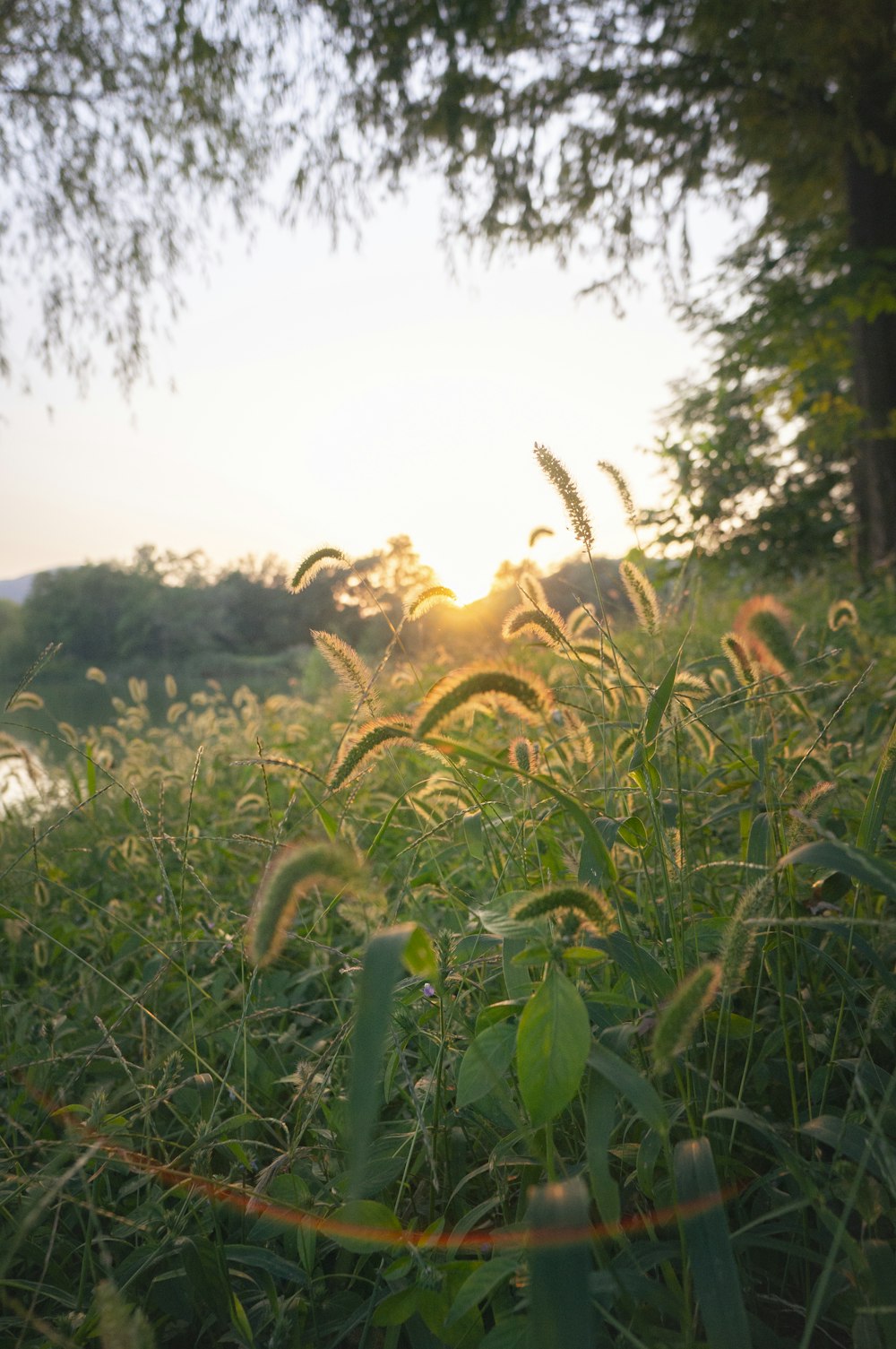 the sun is shining through the trees and grass