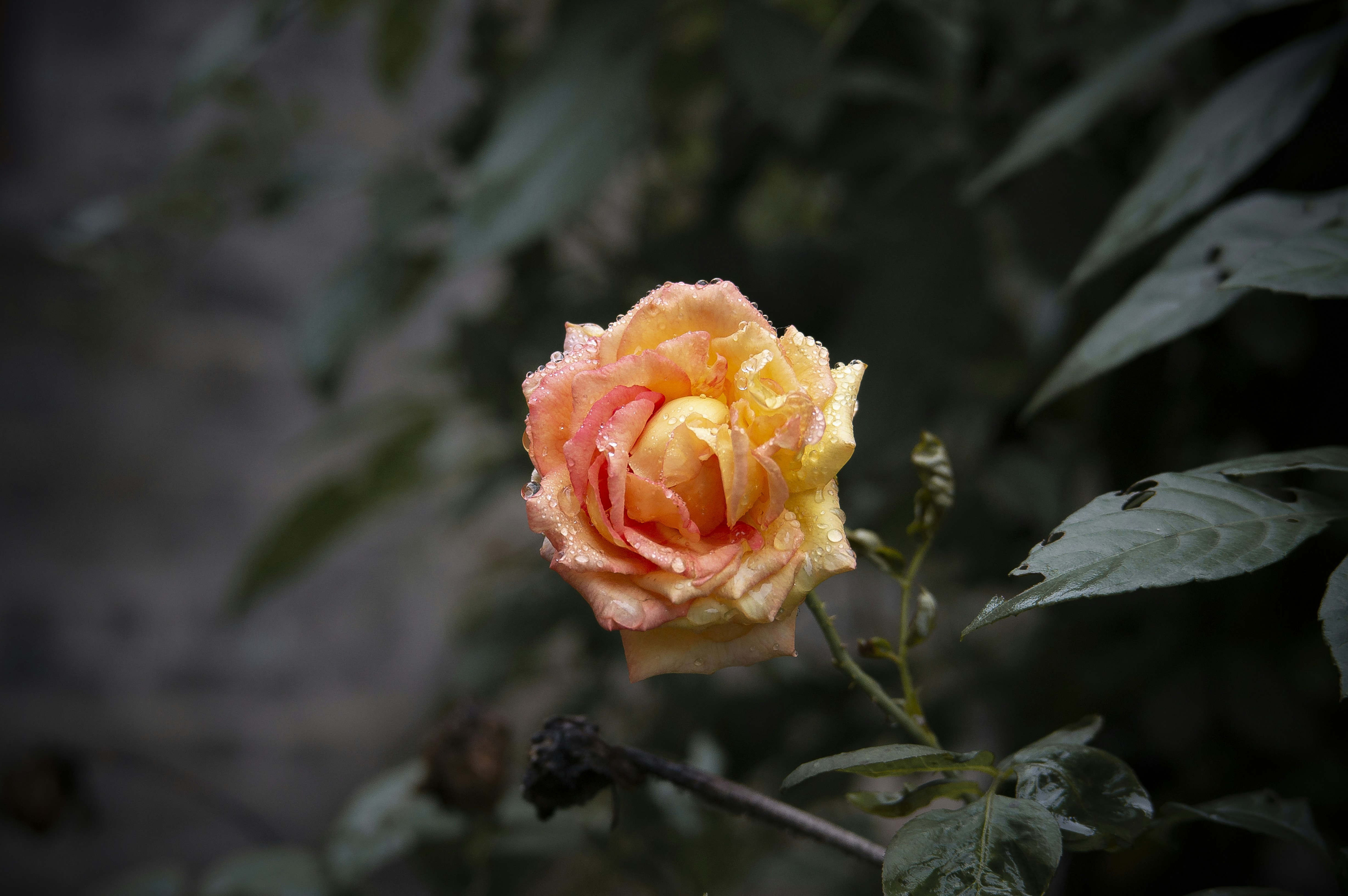 Photo by minecraftinventor