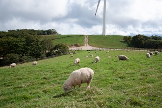 Sheep are grazing on a lush green pasture, surrounded by rolling hills and a tall wind turbine in the background. The sky is partly cloudy, and a wooden fence runs along the perimeter of the field.