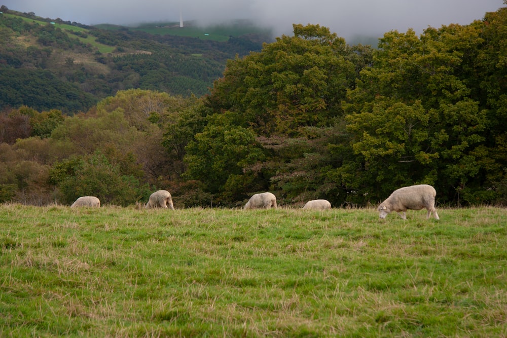 a herd of sheep grazing on a lush green hillside