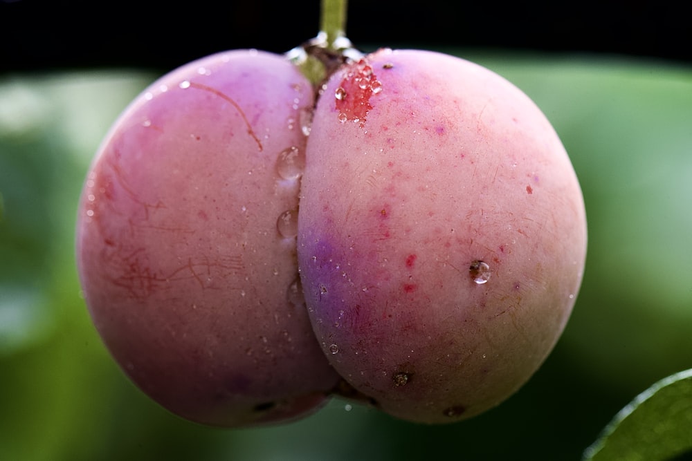 a close up of two fruit hanging from a tree