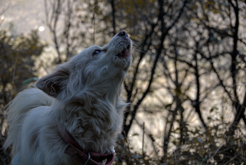 a white dog looking up into the sky