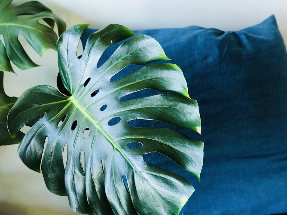 a large green leaf sitting on top of a blue pillow