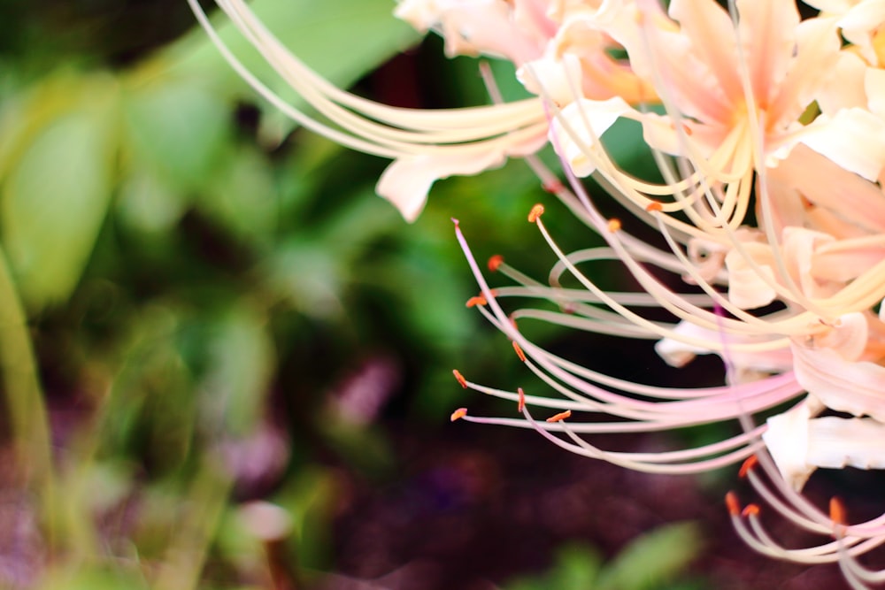 a close up of a pink and white flower