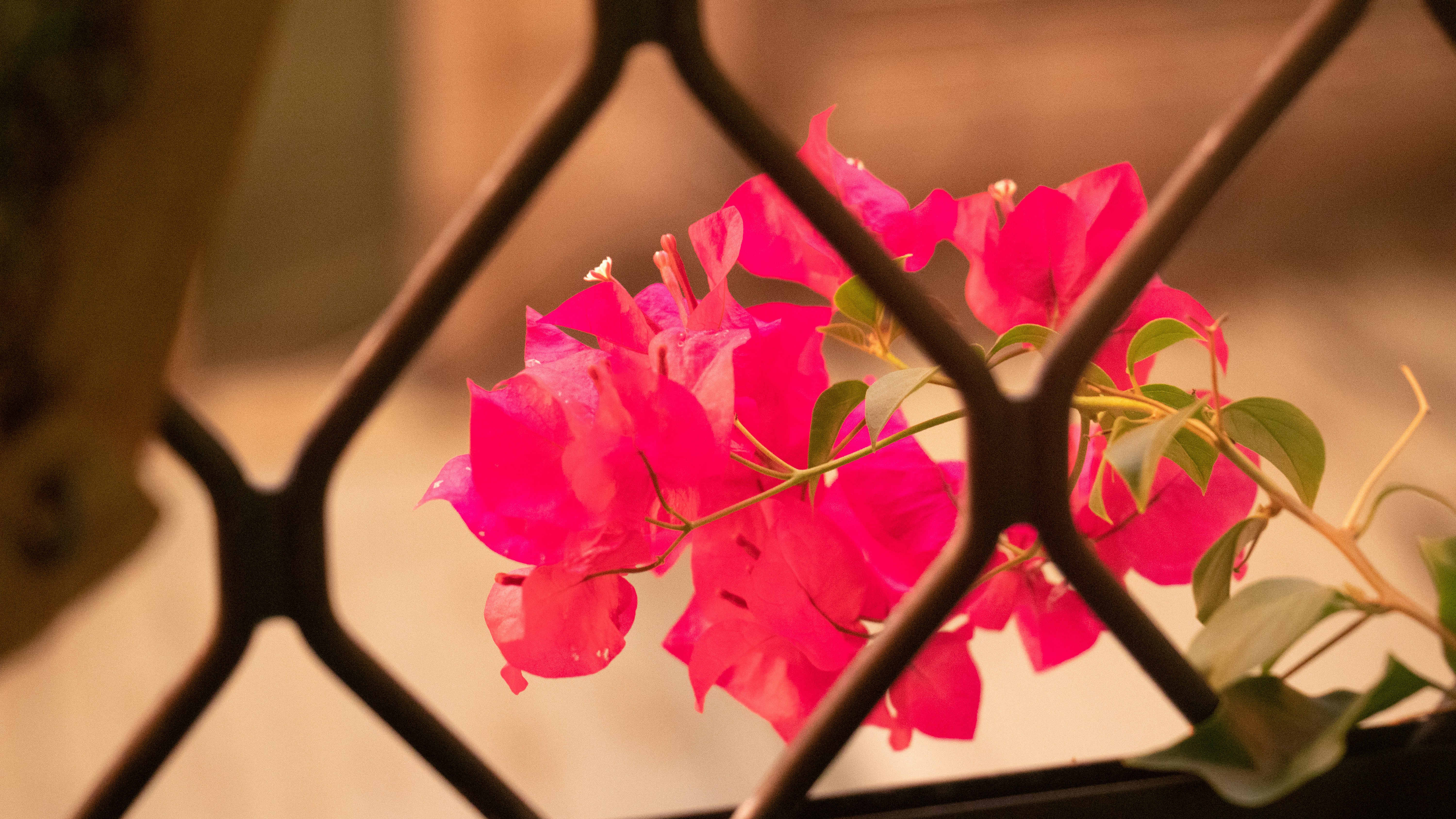 Flowers 花 | 4 best free flower, taiwan, taipei and blossom photos on