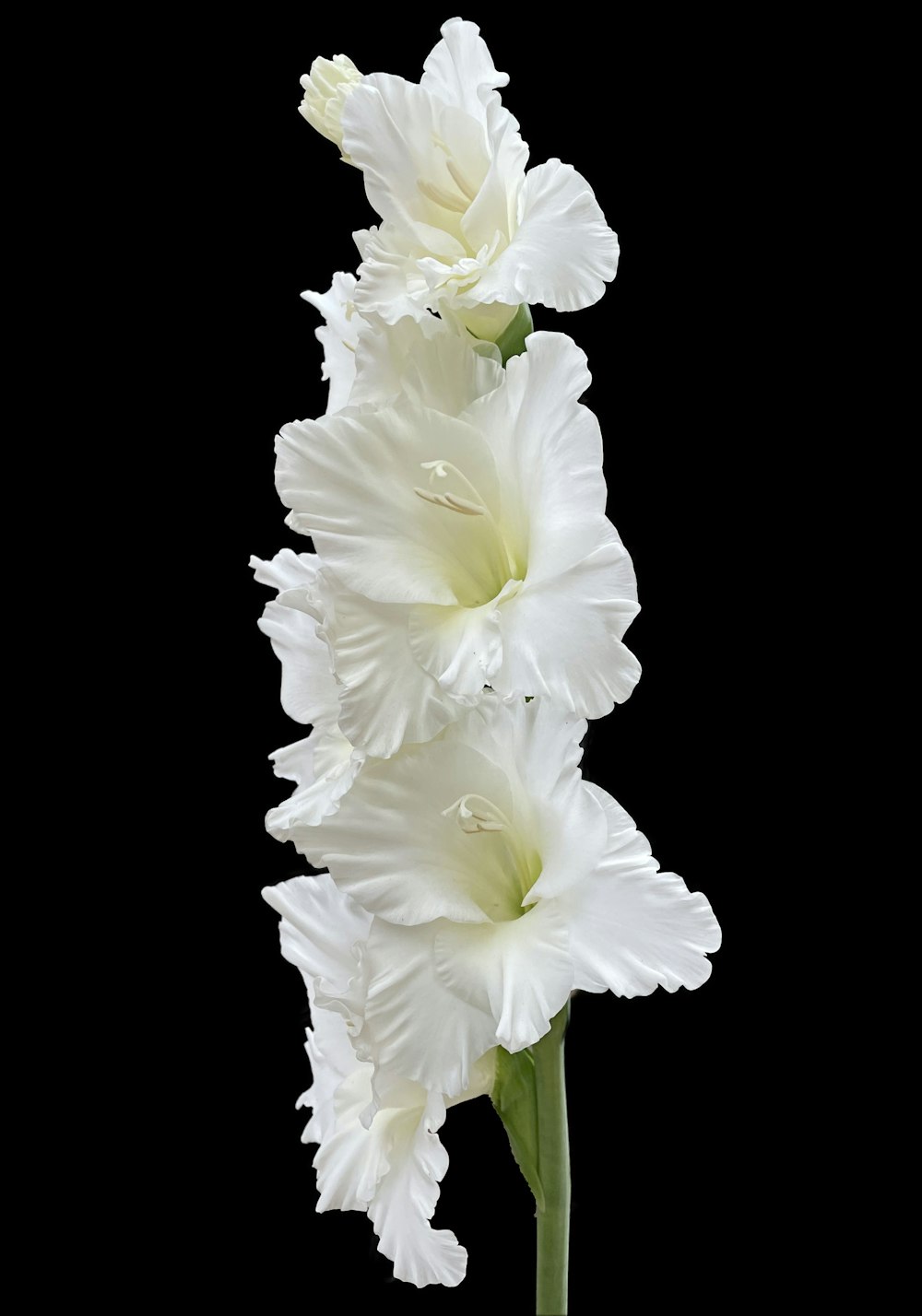 duas flores brancas em um vaso em um fundo preto