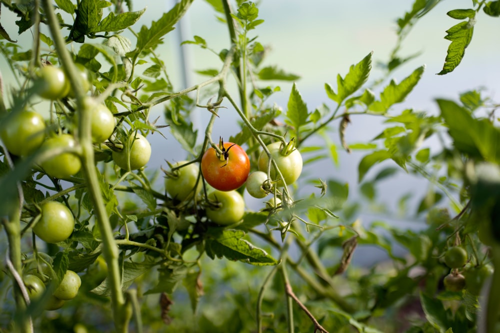 tomatoes growing on a vine in a garden