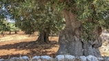 A large, thick-trunked olive tree with dense green foliage dominates the foreground. Surrounding it are other smaller olive trees in a sunlit field with dry, earthy soil. Stones and small rocks are scattered near the base of the tree, adding to the rustic scene.