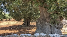 A large, thick-trunked olive tree with dense green foliage dominates the foreground. Surrounding it are other smaller olive trees in a sunlit field with dry, earthy soil. Stones and small rocks are scattered near the base of the tree, adding to the rustic scene.