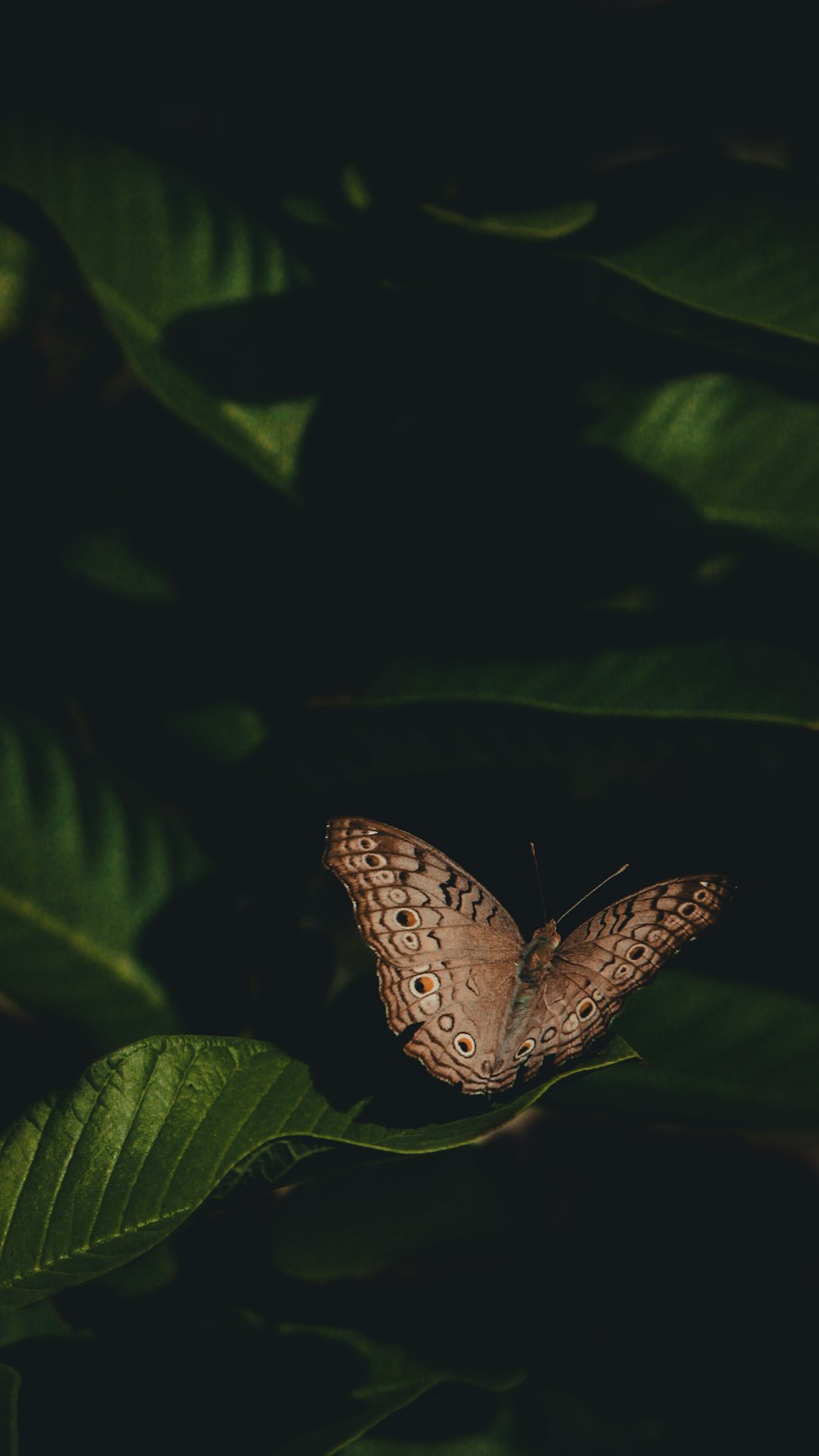 a brown butterfly sitting on top of a green leaf