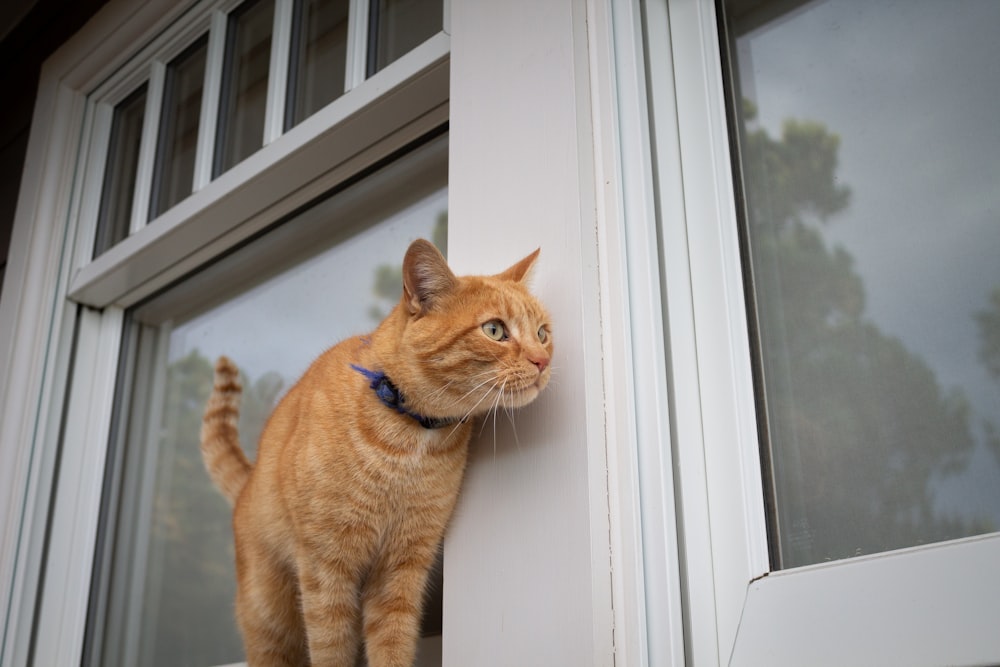 an orange cat standing on a window sill