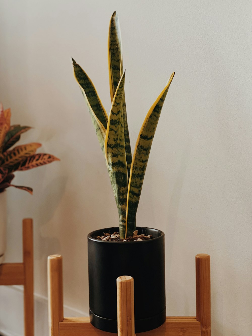 a potted plant sitting on top of a wooden shelf